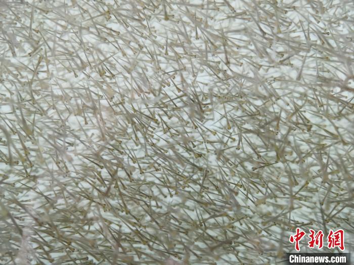 圖為密集分布的魚苗?！?zhí)砀?攝