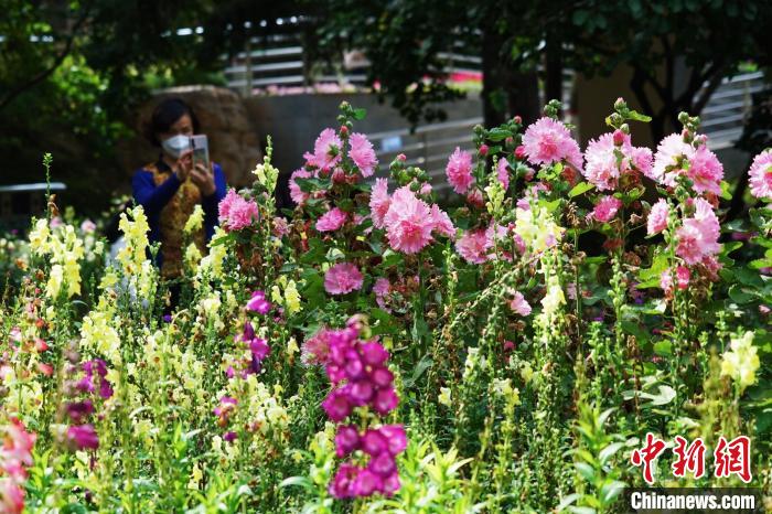 圖為市民在西寧園林植物園內(nèi)賞花拍照。　馬銘言 攝