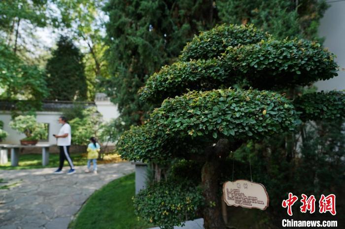 圖為在西寧園林植物園內(nèi)，造型奇特的盆景吸引市民?！●R銘言 攝