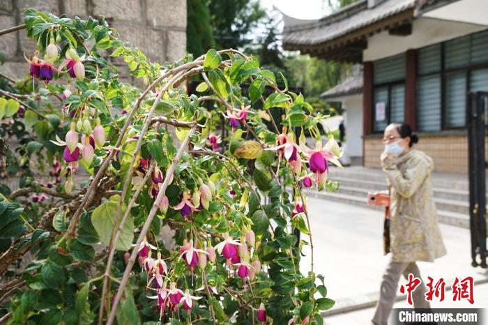 圖為市民在西寧園林植物園內(nèi)觀賞花卉。　馬銘言 攝