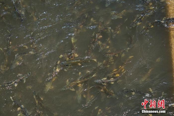 資料圖：圖為今年5月底到8月初，青海湟魚(yú)洄游產(chǎn)卵 馬銘言攝