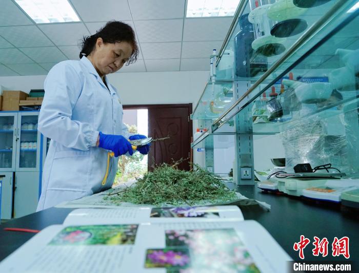 圖為張錦梅在實(shí)驗(yàn)室工作?！●R銘言 攝