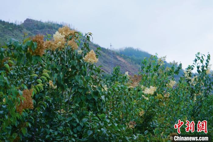 圖為西寧北山上的丁香樹?！●R銘言 攝
