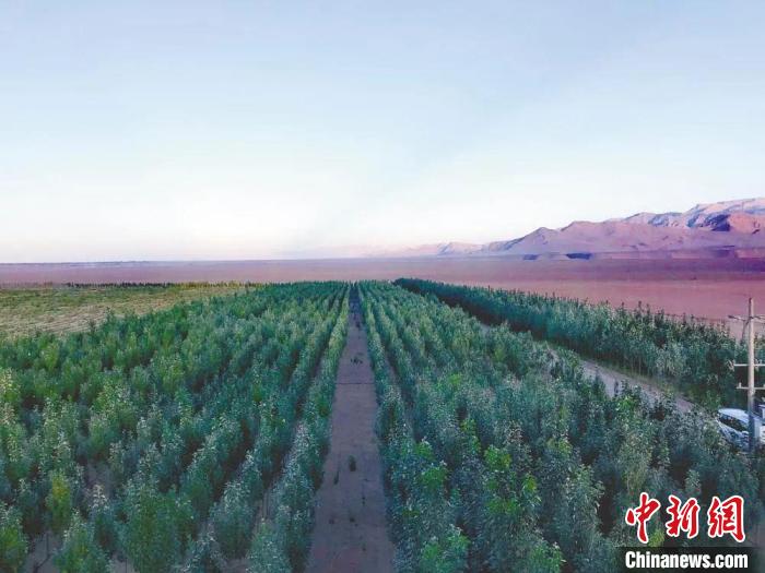 圖為格爾木境內(nèi)種植的綠樹。　格爾木融媒體中心供圖