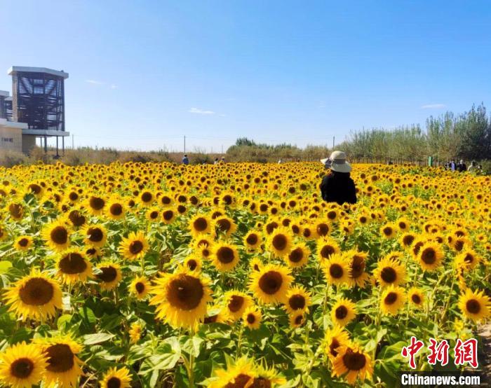 圖為格爾木境內(nèi)的向日葵花海?！「駹柲救诿襟w中心供圖