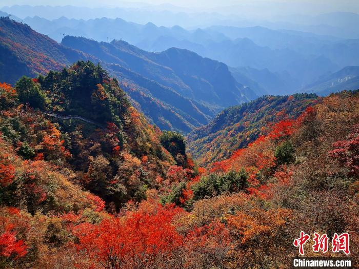 巴山大峽谷漫天紅葉?！埰?攝