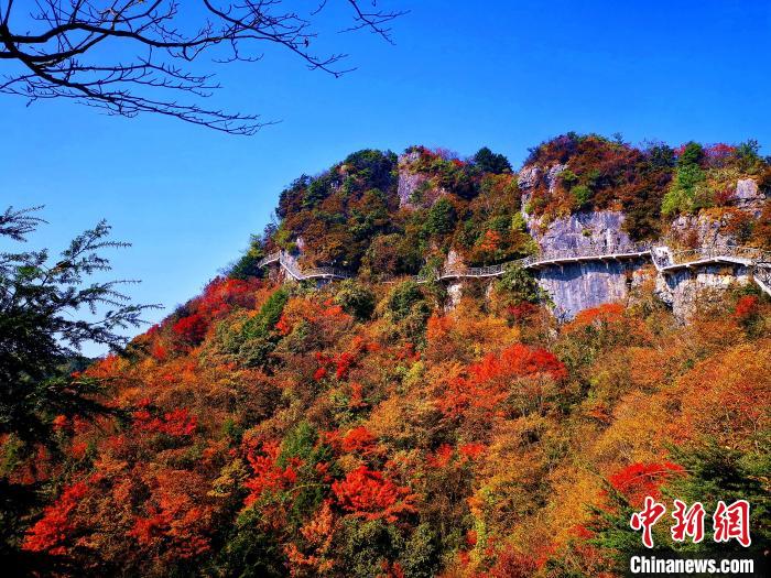 巴山大峽谷漫天紅葉?！埰?攝