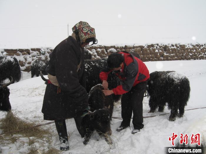 資料圖為研究團(tuán)隊(duì)在達(dá)日縣檢查牛背部皮蠅幼蟲感染情況?！?青海省畜牧獸醫(yī)科學(xué)院供圖