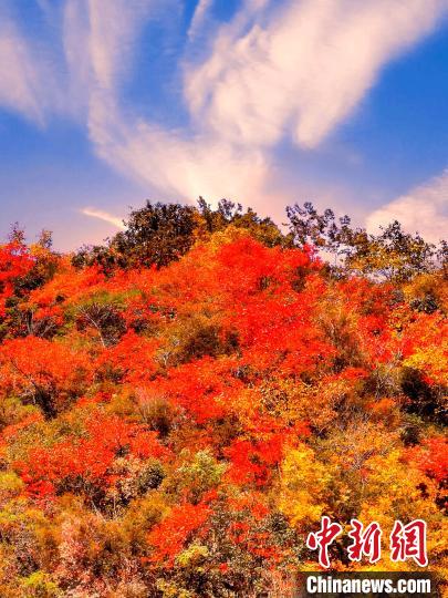 萬(wàn)源深秋紅葉似火。　朱平安 　攝