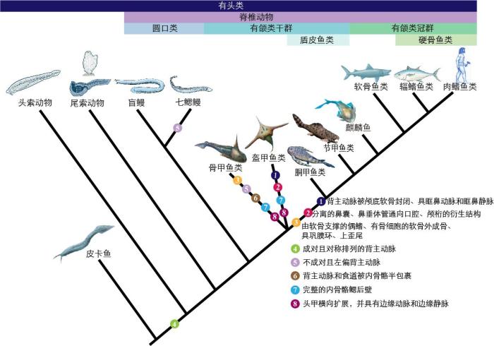 一些關(guān)鍵特征在脊索動物中的演化?！∶宪版?繪圖 攝