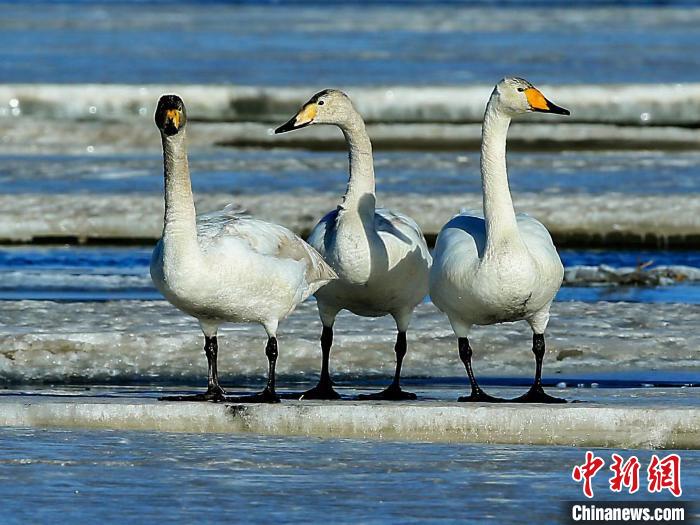 圖為三只天鵝在湖面上曬太陽(yáng)?！『螁⒔?攝