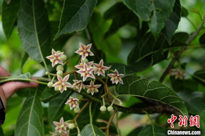 圖為古林箐近地保護(hù)的滇桐首次開花?！±顕?guó)云 攝