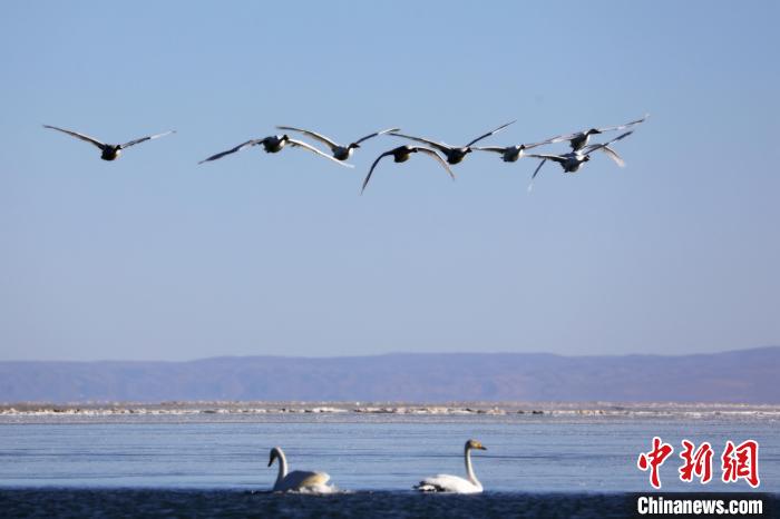 圖為大天鵝在青海湖上空飛翔?！●R怡睿 攝