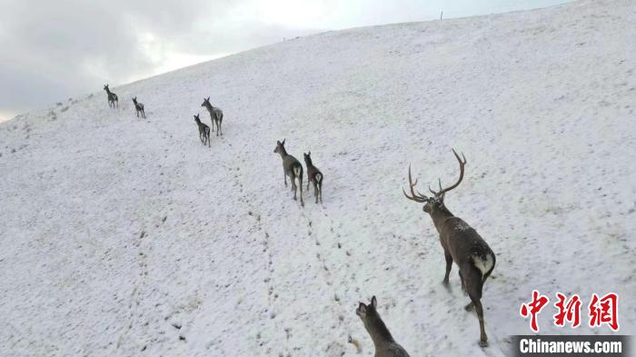 圖為馬鹿群在雪地里行走。　才仁 攝