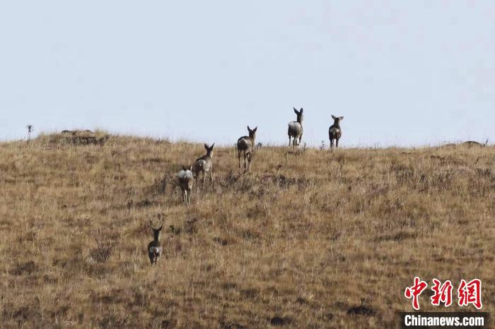 圖為狍鹿在山坡上漫步?！〔彭椖霞?攝