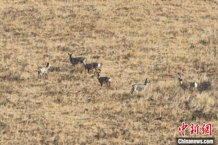 圖為狍鹿在山坡上覓食嬉戲?！〔彭椖霞?攝