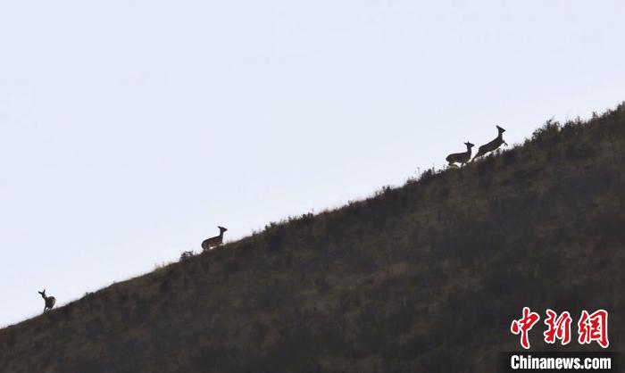 圖為狍鹿在山坡上漫步?！〔彭椖霞?攝