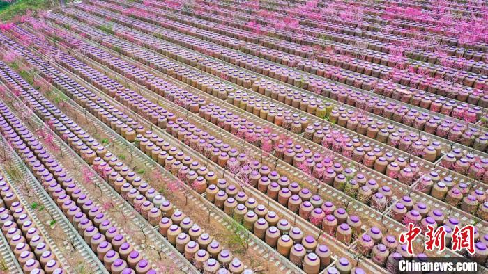 灼灼桃花惹人醉?！㈡?攝
