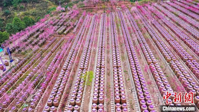 灼灼桃花惹人醉?！㈡?攝