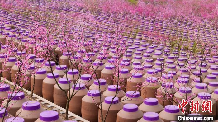 桃花和酒壇相映成趣?！∫足?攝