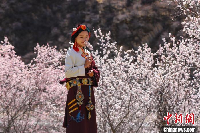 白玉縣河坡鎮(zhèn)桃花林間身穿民族服飾的藏族女孩?！“子袢诿?攝