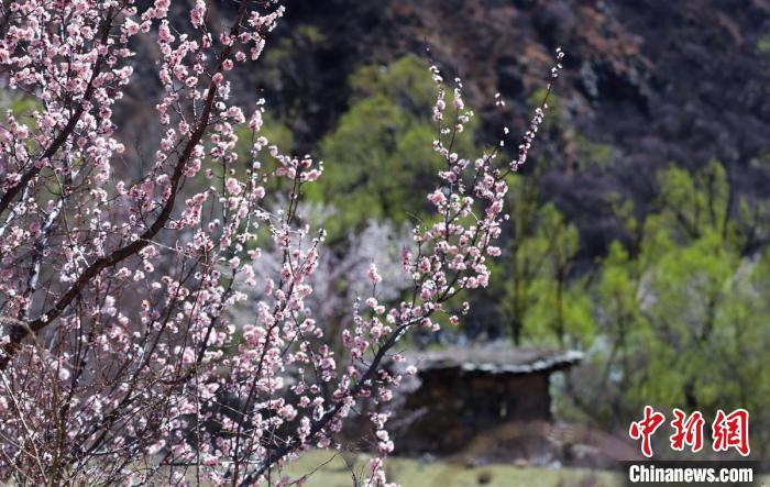 白玉縣河谷間盛開的桃花?！“子袢诿?攝