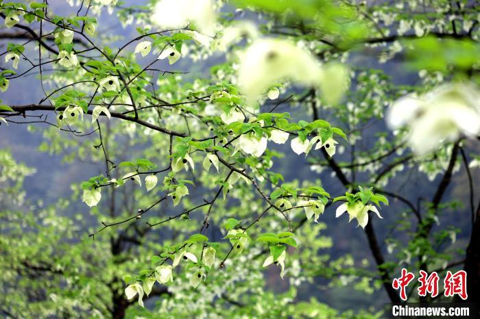 珙桐在春末夏初之際開花，花期較短。　呂楊 攝