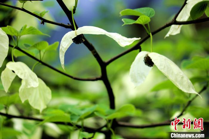 兩片潔白的花瓣隨風搖曳就像飛翔的白鴿?！螚?攝