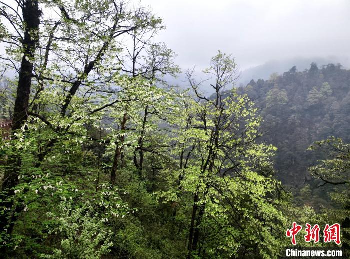 珙桐花朵潔白素雅，與青山雨霧融為一體?！螚?攝