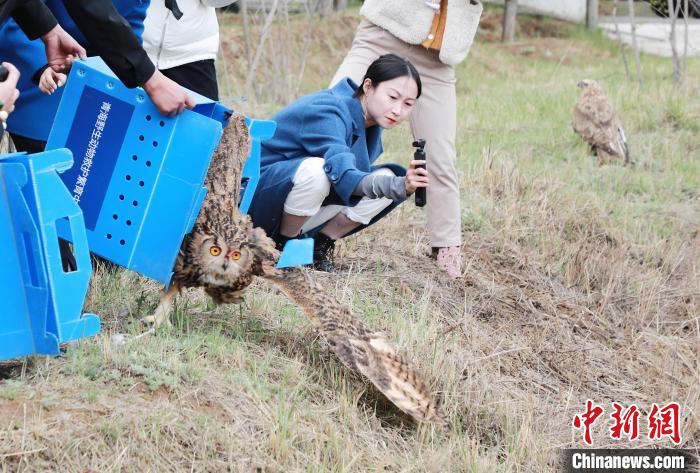 圖為西寧野生動(dòng)物園救護(hù)的雕鸮在西寧市放歸大自然。　馬銘言 攝