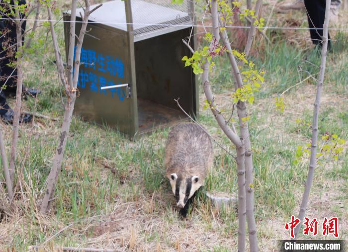 圖為西寧野生動(dòng)物園救護(hù)的狗獾在西寧市放歸大自然?！●R銘言 攝