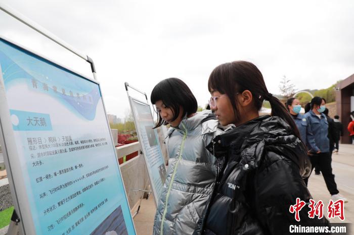 圖為學(xué)生通過展板了解青海常見鳥類?！●R銘言 攝