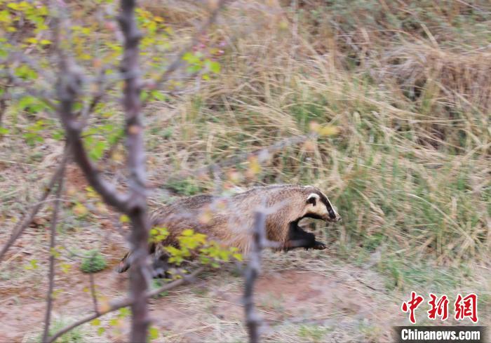 圖為西寧野生動(dòng)物園救護(hù)的狗獾在西寧市放歸大自然?！●R銘言 攝