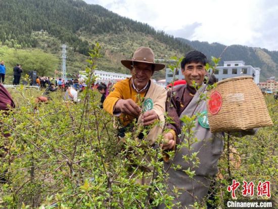 圖為當地農牧民進行藏雪茶采摘比賽。　王劍輝 攝