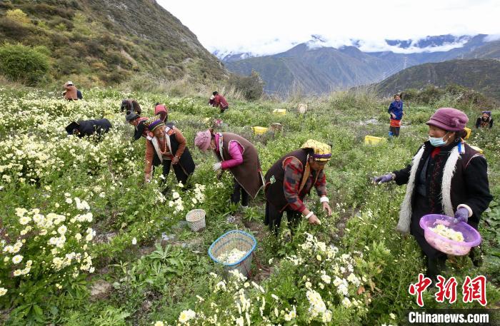 “落戶”黑水的杭白菊。桐鄉(xiāng)市宣傳部提供
