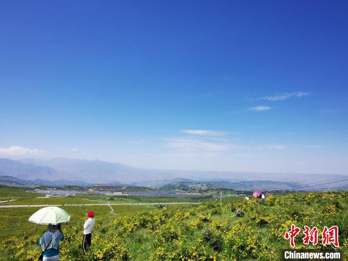 2020年07月07日拍攝于臨夏州積石山縣境內(nèi)，生態(tài)環(huán)境逐漸恢復(fù)，小黃花開遍山間。(資料圖) 殷春永 攝