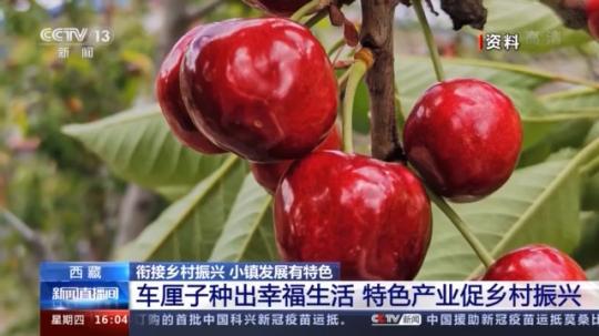 種蘑菇、養(yǎng)駱駝...。。特色產(chǎn)業(yè)助力鄉(xiāng)村振興走新路