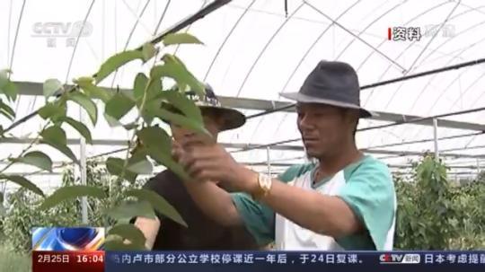 種蘑菇、養(yǎng)駱駝...。。特色產(chǎn)業(yè)助力鄉(xiāng)村振興走新路