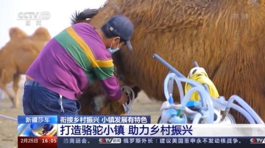 種蘑菇、養(yǎng)駱駝...。。特色產(chǎn)業(yè)助力鄉(xiāng)村振興走新路