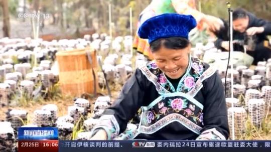 種蘑菇、養(yǎng)駱駝...。。特色產(chǎn)業(yè)助力鄉(xiāng)村振興走新路