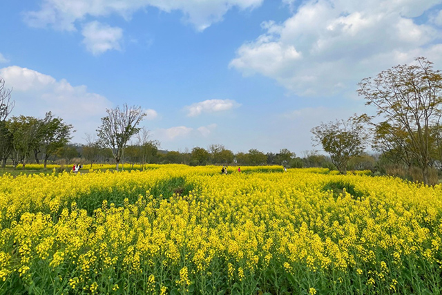 每到油菜花季，就有市民相約到重慶廣陽島上踏青賞花。鄒樂攝