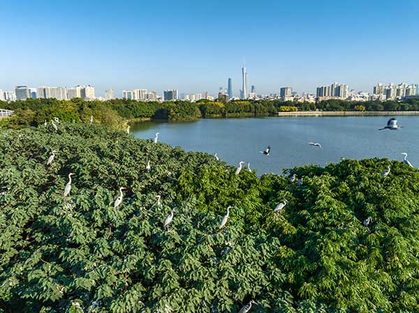 廣州海珠國家濕地公園一角。公園供圖