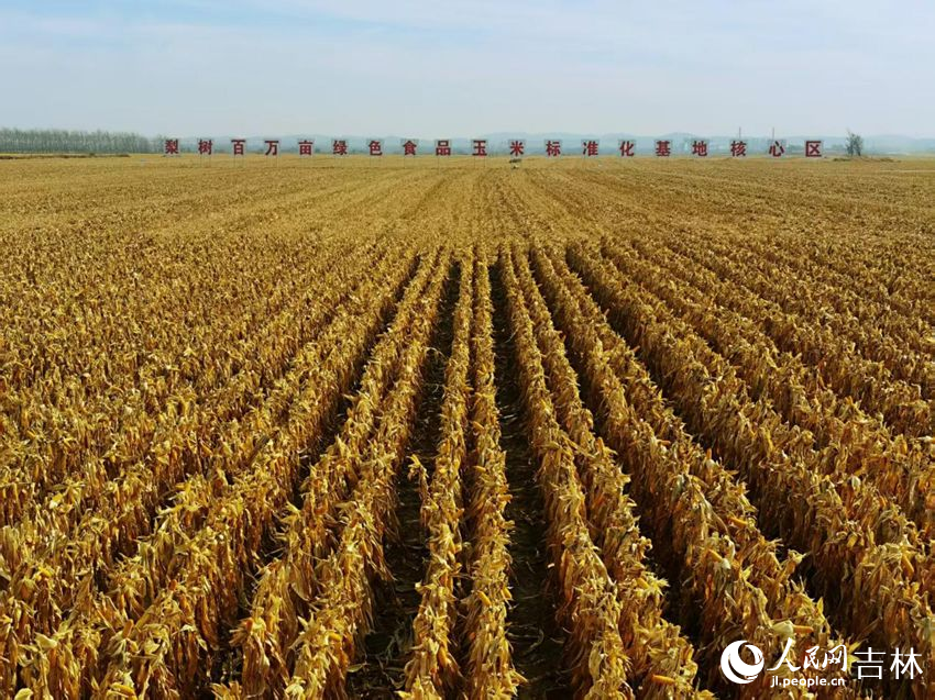 吉林黑土地上糧滿倉（資料圖片）。人民網(wǎng)記者 王海躍攝
