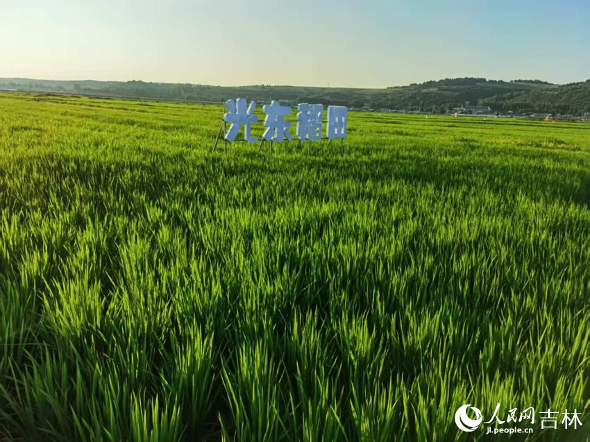 光東村稻田風景美如畫（資料圖片）。人民網(wǎng)記者 王海躍攝