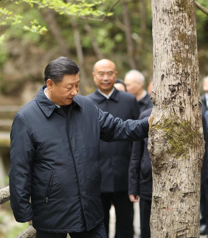 2020年4月20日，中共中央總書記、國家主席、中央軍委主席習(xí)近平在陜西考察調(diào)研。這是習(xí)近平在位于商洛市柞水縣的秦嶺牛背梁國家級自然保護(hù)區(qū)，考察秦嶺生態(tài)保護(hù)情況。 新華社記者 鞠鵬 攝