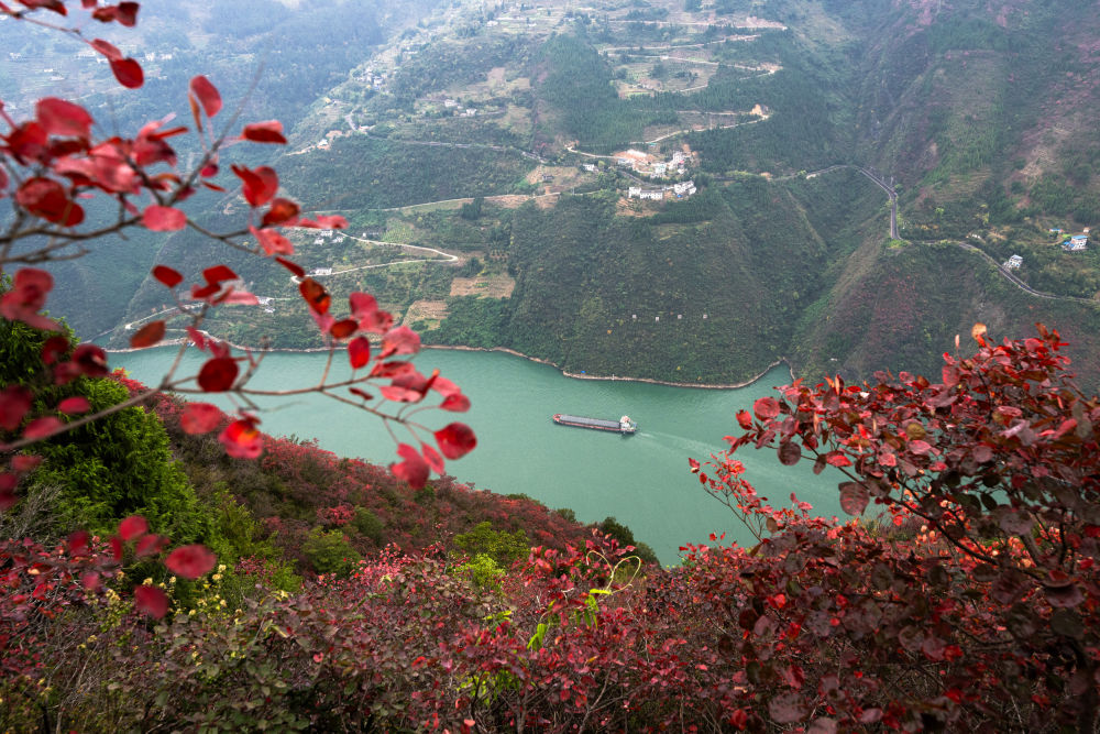 船舶行駛在紅葉掩映下的長江三峽重慶市巫山縣水域（2023年11月30日攝）。新華社記者 肖藝九 攝