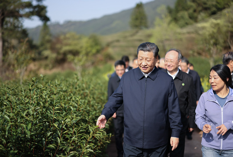 2021年3月22日下午，習近平在福建省南平市武夷山市星村鎮(zhèn)燕子窠生態(tài)茶園，察看春茶長勢，了解當?shù)夭璁a(chǎn)業(yè)發(fā)展情況。
