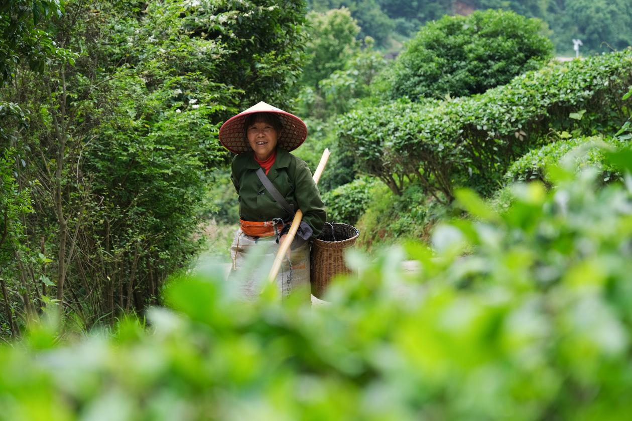 2024年4月24日，湖南省衡陽市耒陽市龍?zhí)伶?zhèn)江頭貢茶葉種植專業(yè)合作社，村民在茶山采摘茶葉，實現(xiàn)了家門口就業(yè)。