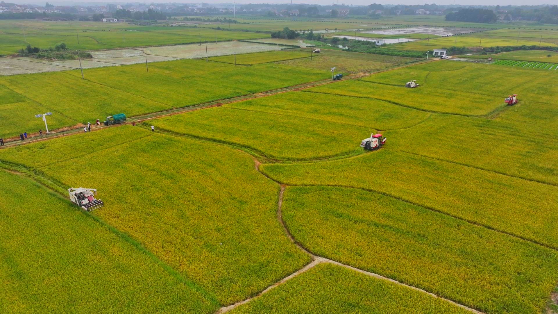 數(shù)臺收割機(jī)同時(shí)作業(yè)。常德市鼎城區(qū)融媒體中心供圖