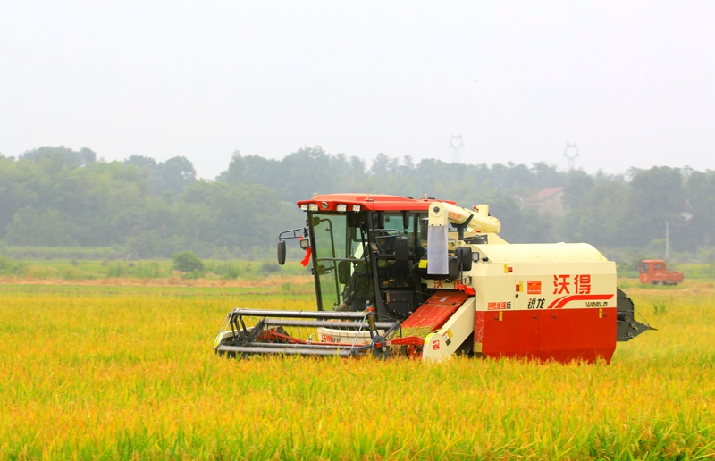 早稻收割忙，農(nóng)機(jī)來助力。常德市鼎城區(qū)融媒體中心供圖